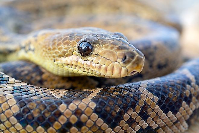 A Cuban boa (Chilabothrus angulifer)