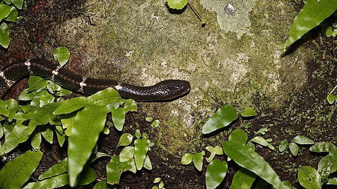 A many-banded krait (Bungarus multicinctus)