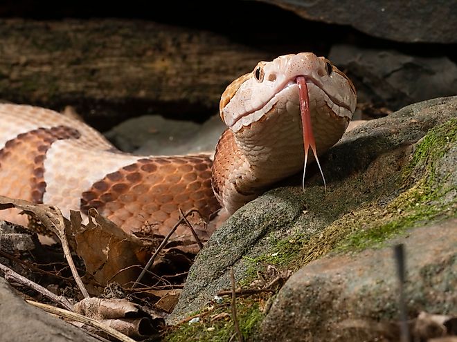 A copperhead snake flicking its forked tongue.