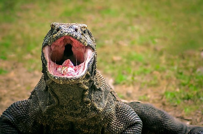 Endangered giant Komodo dragon looking for food, Komodo Island, Indonesia
