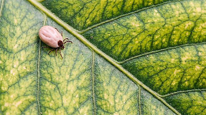 A close-up shows an engorged tick on a green leaf. 