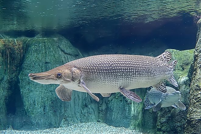 An alligator gar (Atractosteus spatula)