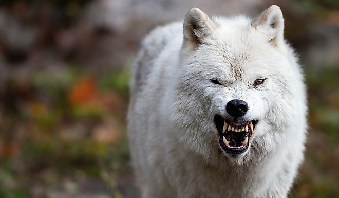 Arctic wolf displaying aggressive behavior and large teeth.