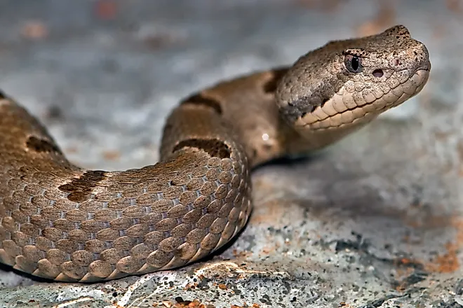 Rock Rattlesnake Portrait 