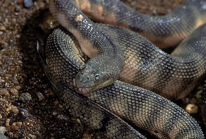 A close-up of a beaked sea snake shows the hooked snout and textured scales that give the species its distinctive profile.