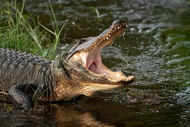A wild American alligator.