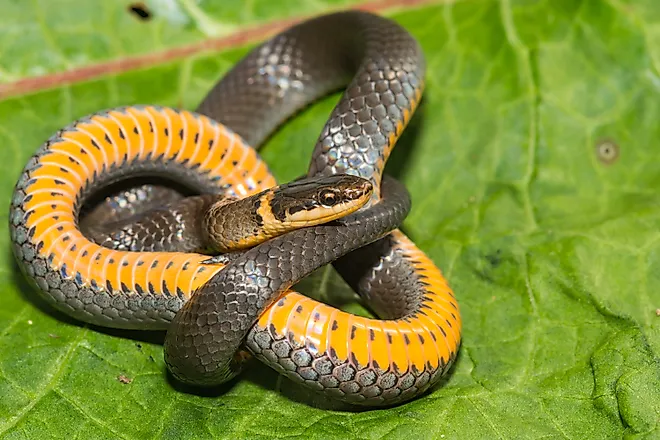 The ring-necked snake, with its telltale orange stomach and orange ringed neck, can be found in Arkansas' Withrow Springs State Park.