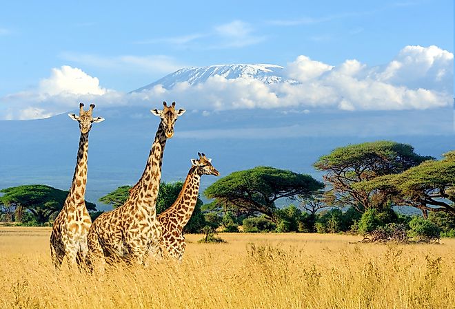 Three giraffes near Kilimanjaro mount in National park of Kenya, Africa.