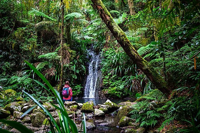 The Daintree Rainforest in Queensland, Australia.