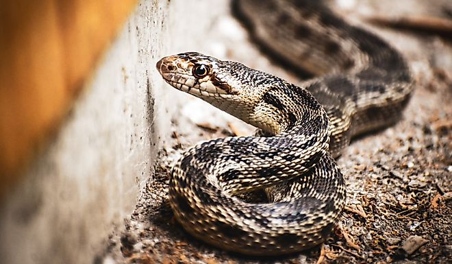 Close-up of a Gopher Snake.