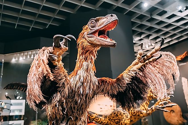 Feathered dinosaur model, likely a velociraptor or deinonychus, on display at the Munster Natural History Museum in Germany. Image Credit: frantic00 / Shutterstock