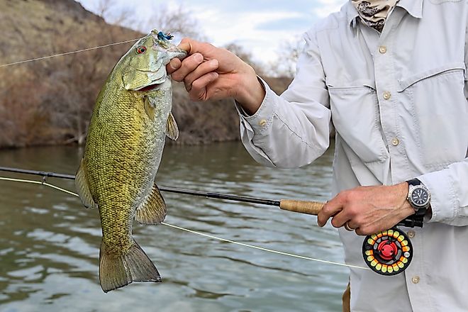 Fly fishing for small mouth bass