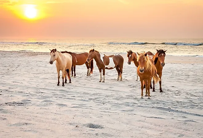 Wild ponies (Equus caballus) on the beach at sunrise at Assateague Island National Park, Maryland
