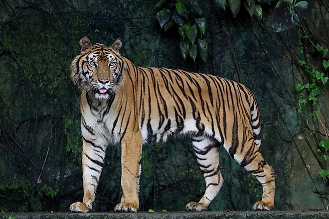 Close up of an Indochinese tiger. 