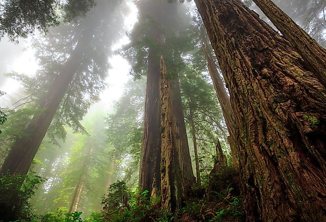 Foggy Light in the Redwoods at Del Norte Coast Redwoods State Park, Redwoods National Park, California.