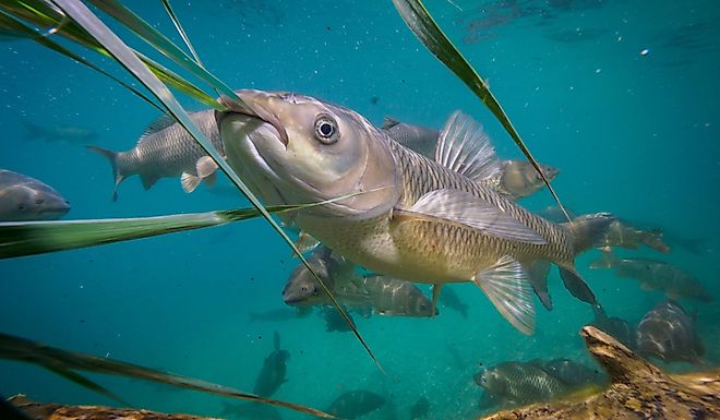 Underwater photo of Grass carp.
