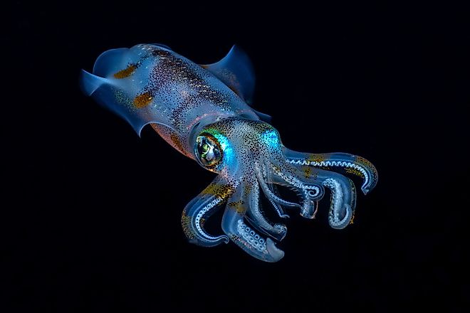 Bigfin Reef Squid