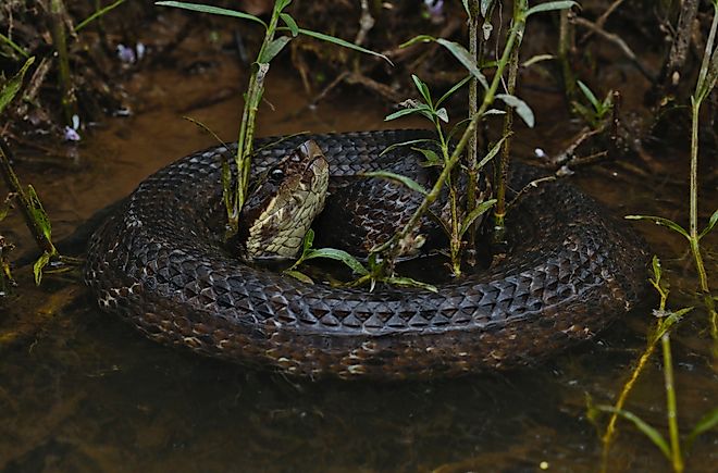 A venomous cottonmouth snake in a wetland habitat.