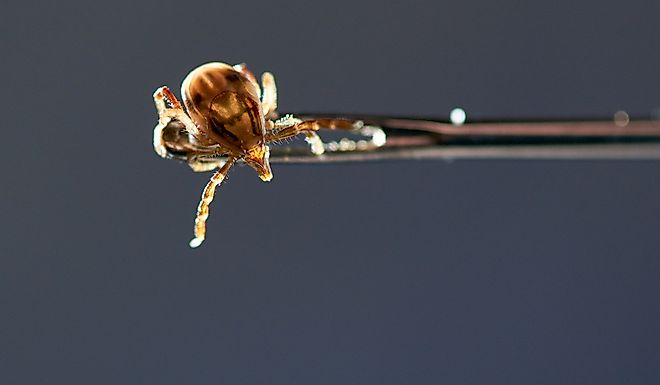 A female Australian Paralysis Tick(Ixodes holocyclus).