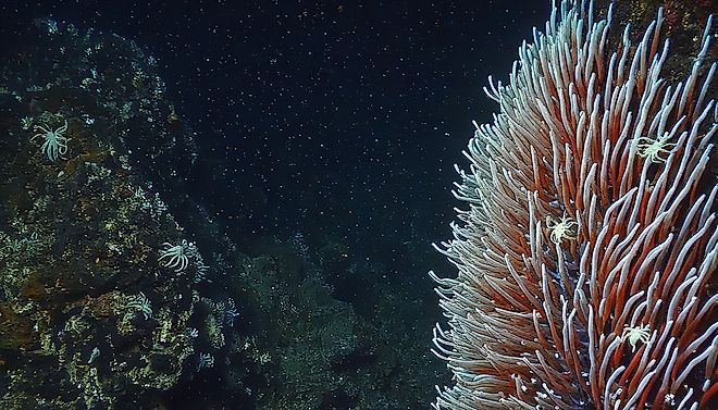 Giant Tube Worms Riftia pachyptila thriving at a deep-sea hydrothermal vent in the Mariana Trench. 