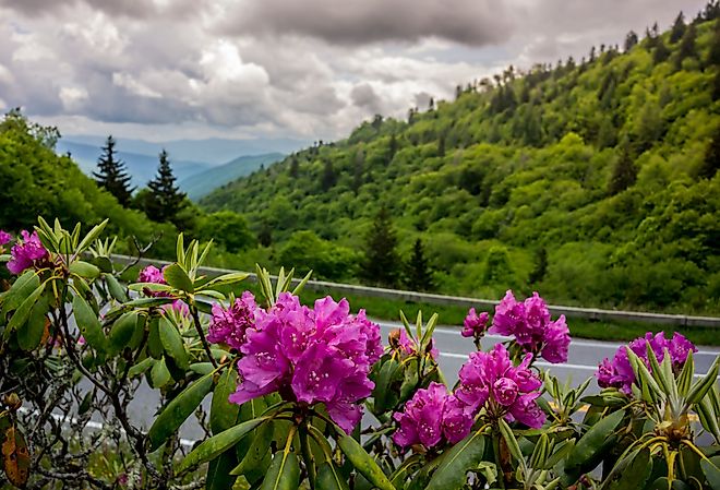 Purple catawba rhododendron near Clingmans Dome in the Smokies