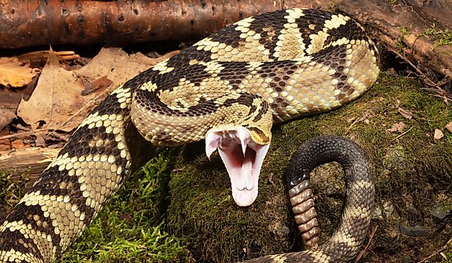 Black-tailed Rattlesnake, Crotalus molossus. rocky habitat, Native to Southwest Arizona,United States.