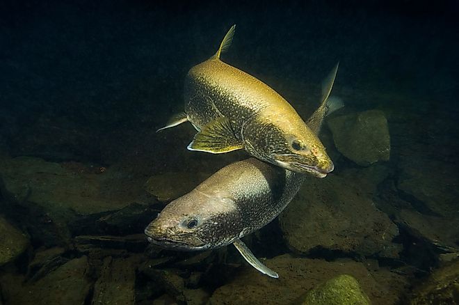 Lake trout underwater spawning. 