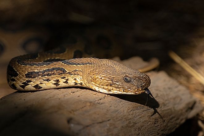 Russell's Viper snake. 