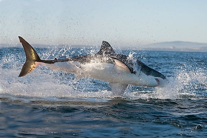 Great white shark reaching, False Bay, South Africa (Credit: slowmotiongli / Shutterstock.com)