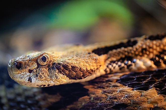 Timber rattlesnake