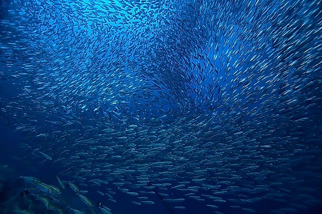 A large school of fish in the ocean.