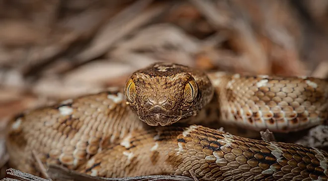 Saw scaled viper one of the most venomous snake in UAE