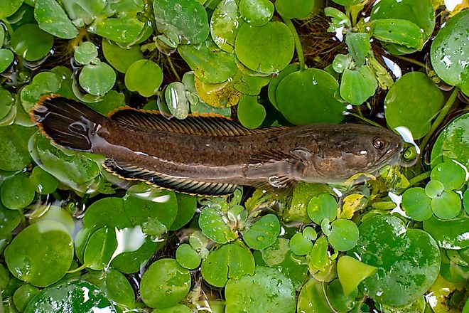 Snakehead fish swimming around water plants, 
