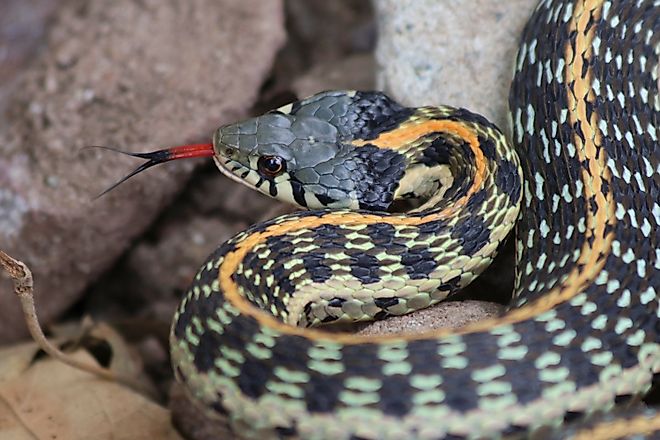 Black-necked Gartersnake Thamnophis cyrtopsis.