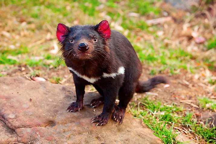 Tasmanian Devil, Australia