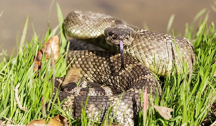 Northern Pacific Rattlesnake, (Crotalus viridis oreganos)