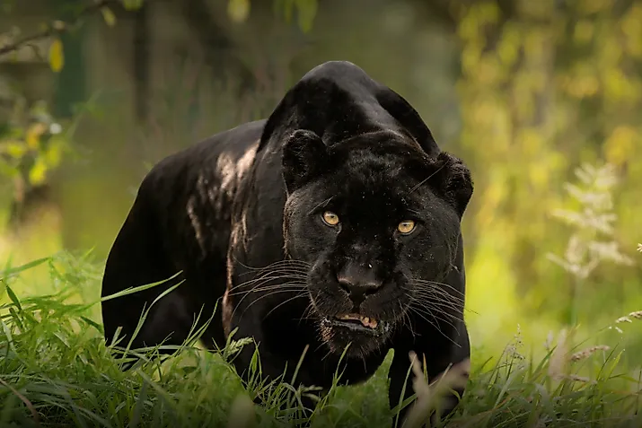 A Black panther. 