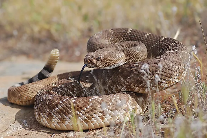 Red diamond rattlesnake.