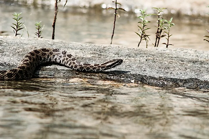 Eastern Massasauga rattle snake