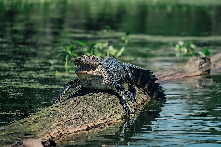 Alligator waiting on a log with mouth open showing teeth above water in a Louisiana swamp.