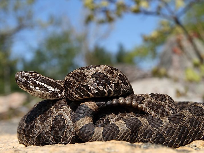 Eastern Massasauga Rattlesnake.