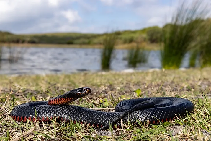 Red-bellied Black Snake basking  in habitat