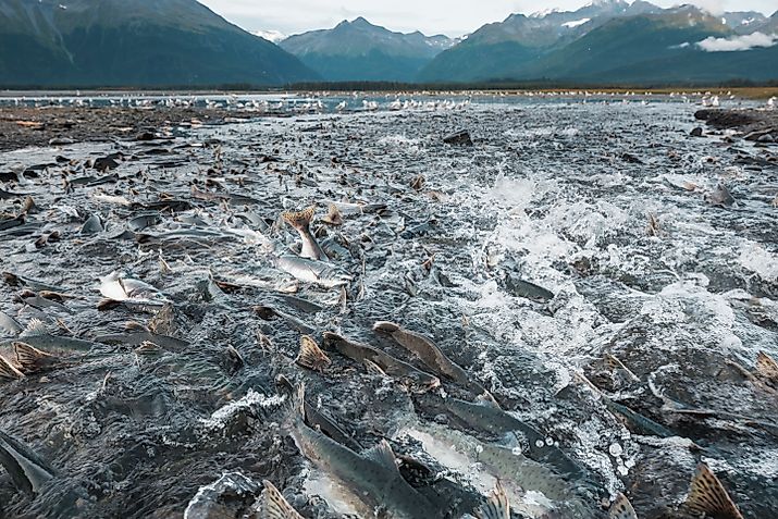 Wild salmon spawning in Alaska in summer