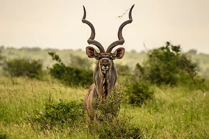 An imposing kudu bull standing stares intently. Via Shutterstock / Robby Holmwood.
