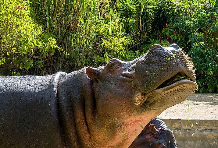 Hippopotamus eating in Colombia.