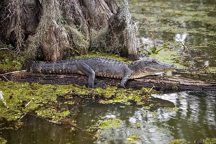 Basking american alligator in swamp.