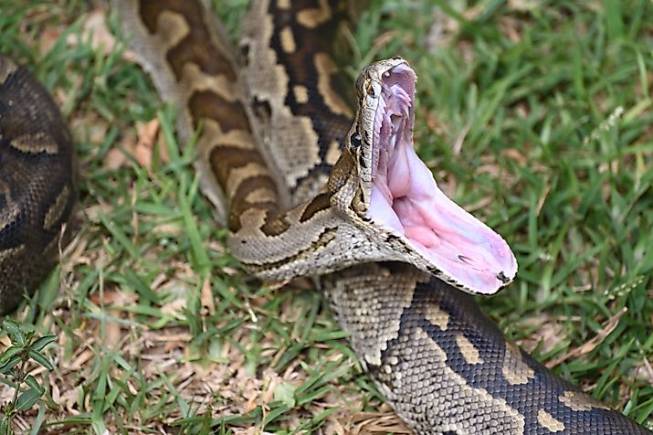 An African rock python shows the broad head, muscular body, and bold markings typical of the species.