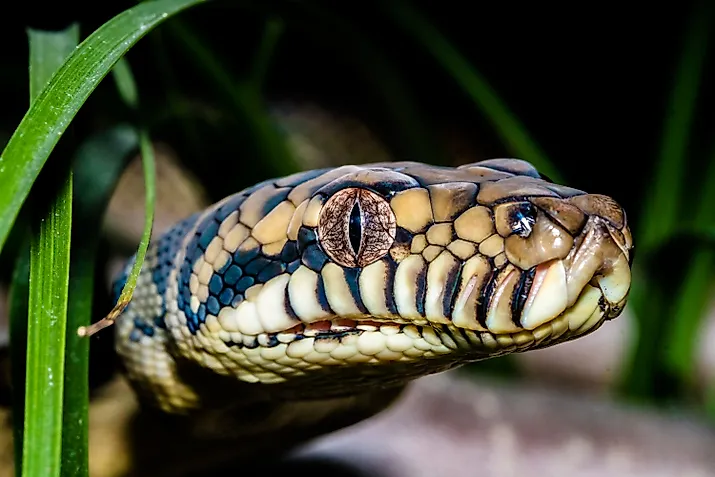An Australian scrub python (Simalia kinghorni)
