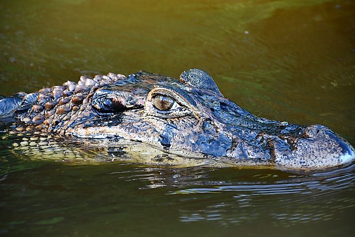 Black caiman (Melanosuchus niger)