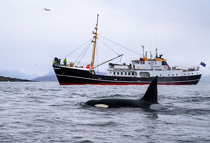 Orca killer whale (Orcinus orca) spotted at whale watching outside Skjervøy, Tromsø, Norway.